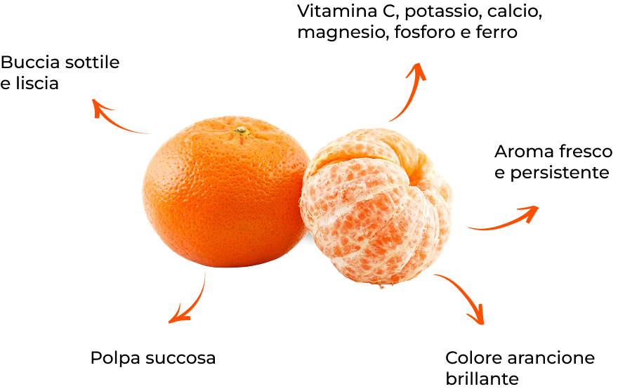 Infografica sulle caratteristiche delle clementine: buccia sottile e liscia; Polpa succosa; Colore arancione brillante; Aroma fresco e persistente; Ricco di Vitamina C, potassio, calcio, fosforo e ferro